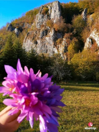 Floare-si-munte